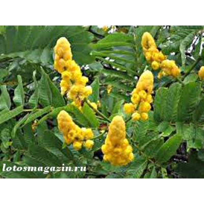 Чай детокс для похудения и нормализации сна  Candelabra Bush 10 пакетиков в Москве